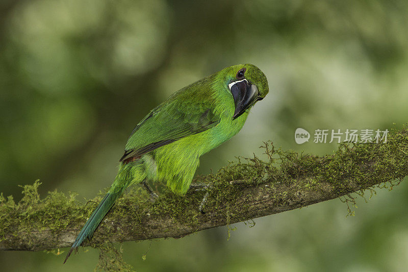 克里森修剪Toucanet - Aulacorlnynchus haematopygus